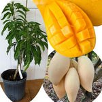 No CA, Grafted Mango Plant Live Tree, 2-3 Ft Tall in 3 Gallon Pot, High-Yielding for Spring Planting (Lemon)