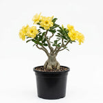 Pack 2 Double Yellow Desert Rose Plants Live, Hardy Adenium Obesum Succulent, Vibrant Blooms for Indoor and Outdoor 4-7 Inch