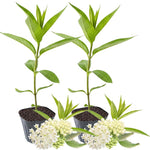 2 Butterfly Milkweed Plants Live, Asclepias Tuberosa Tropical Milkweed Flowers for Butterfly Garden, 4-9" Tall Perennials, No Pot Included (White Milkweed)