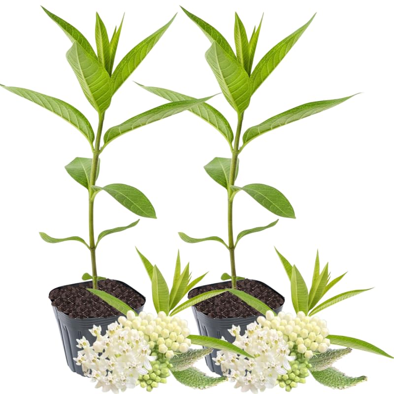 2 Butterfly Milkweed Plants Live, Asclepias Tuberosa Tropical Milkweed Flowers for Butterfly Garden, 4-9" Tall Perennials, No Pot Included (White Milkweed)