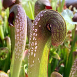 Nepenthes Pitcher Plant Pots Live Plants, Large Giant Pitcher Nepenthes for Terrariums Backyard Gardens, Size Starter 8 Months Old for Easy Planting Indoor Outdoor