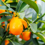 Meiwa Kumquat Tree Live Plant, 2 Years Old Golden Orange Citrus Fruit Tree in 1 Gallon Pot, Indoor Outdoor Patio Container Plant, Zones 8-11