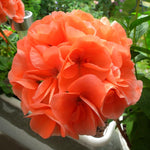 2 Orange Geranium Plants Live, Geraniums Live Plants, Colorful Flowering Plants for Garden, Patio, or Hanging Baskets, 5-9" Tall, No Pot