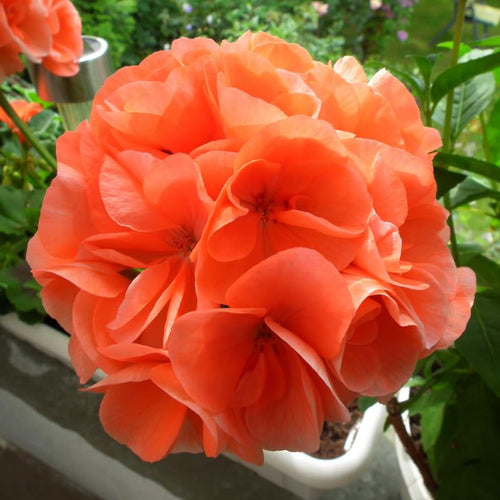 2 Orange Geranium Plants Live, Geraniums Live Plants, Colorful Flowering Plants for Garden, Patio, or Hanging Baskets, 5-9" Tall, No Pot