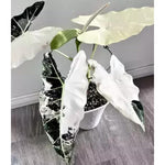 Set 2 Frydek Variegated Alocasia Live Plants for Planting, 5 to 7 Inc Tall, Indoor Houseplant Alocasia Plant Live, No Pot, Alocasia Colocasia Taro Plants for House Plants
