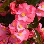 3 Packs Rose Bronze Leaf Begonia Angel Wing Maculata Live Plants, 5-9 Inch Tall, Indoor Outdoor Polka Dot Begonia