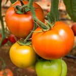 2 Bigbeef Tomato Plants Live for Planting, 4-6" Tomato Plants Live Potted, Vegetable Live Seedlings for Home Garden