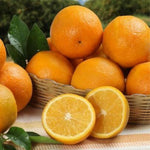 Upright Mandarin Tree Live Plant Grafted 2-3 Feet, Fast-Growing and Bear Fruit for Citrus Garden Outdoor Planting Zones 9-11