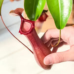 Nepenthes Pitcher Plant Pots Live Plants, Large Pitcher Nepenthes for Terrariums Backyard Gardens, Size Starter 8 Months Old for Easy Planting Indoor Outdoor