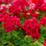 2 Red Geranium Plants Live, Vibrant Blooms, Hardy Perennial Geranium Flowers 4-8 Inches, Indoor Outdoor Planting