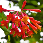 2 Red Honeysuckle Plants Live for Planting, Fragrant Honeysuckle Vine Live Plants, 5-9" Tall, Hardy Perennial Climbing Vine