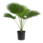 Palm Tree Live Plant, Fully Rooted in 3 Gallon Pot, Rare Tropical Plant Live for Indoor or Outdoor Growing, Huge Green Leaves