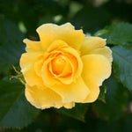 Rose Bush Live Plant, Heirloom Rose Plant Live for Planting, 5-9 Inch Tall, Fragrant Rose Flowers Well Rooted Starter Plant, Yellow Rose