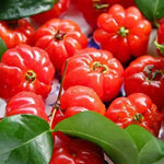 Red Star Surinam Cherry Tree Live Plant, 2-3 Feet in 1 Gallon Pot, Fast-Growing and Ready to Bear Fruit, High-yieding Outdoor Spring Planting, No CA