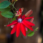 Pack 2 Passion Flower Plants, Red Passiflora Vine Flowering Plant 4-7 Inch Tall, Indoor Outdoor Planting