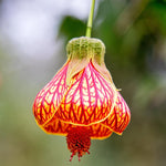 2 Abutilon Plants Live for Planting 4 to 7 Inch Height, Lantern Abutilon Live Plants Bell Shaped Flowers, Abutilon Flowering Live Plants (Orange Abutilon Plants)