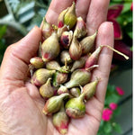 100 Walking Onion Plants Seeds Not Bulbils, Cold Hardy, Fast-Growing and High Yielding for Spring Planting