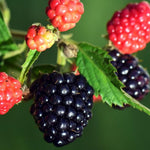Pack 2 Thornless BlackBerry Plants Live to Grow 4 to 8 Inch Tall, BlackBerry Bush Live Plant, Sweet Blackberries Fruit Tree Indoor Outdoor (Von BlackBerry)