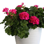 2 Pink Geranium Plants Live, Geraniums Live Plants, Colorful Flowering Plants for Garden, Patio, or Hanging Baskets, 5-9" Tall, No Pot