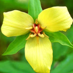 Set of 5 Yellow Trillium Bulbs, Trillium Flower Bulbs, Large Bulbs, Trillium Bulb for Fall Planting Outdoor Indoor