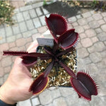 Set 3 Venus Fly Traps Live Plant, Starter Plants Ready for Outdoor Terrarium Garden, Red Color