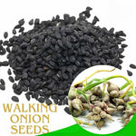 100 Walking Onion Plants Seeds Not Bulbils, Cold Hardy, Fast-Growing and High Yielding for Spring Planting