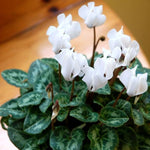 White Cyclamen Plant Live in 4" Pot, Vibrant Blooms Plant for Garden, Hardy Perennial Cyclamen Flowers Plant