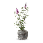 Butterfly Bush Plant Live, Perennial Buddleia Bushes Ready to Grow Outdoor 4-8 Inches (Purple Blue Buddleia)