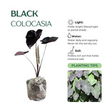 Set 2 Black Colocasia Elephant Ear Plants Live 4–7 Inches Tall, Tropical Foliage Plants for Outdoor Garden, Large Leaf Plants for Patio, Containers or Landscape