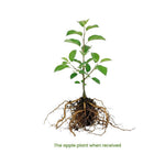 Live Granny Smith Apple Tree Plant 6-10 Inch Tall