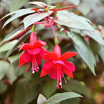 2 Red Fuchsia Live Plants 4-7'' Tall, Hardy Hanging Basket Flower Plant, Shade Loving Blooming Fuchsia Starter Plants