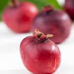 5-8 Inch Guava Tree - Live Plant, Sweet Tropical Fruit for Home Gardens Indoor Outdoor Growing