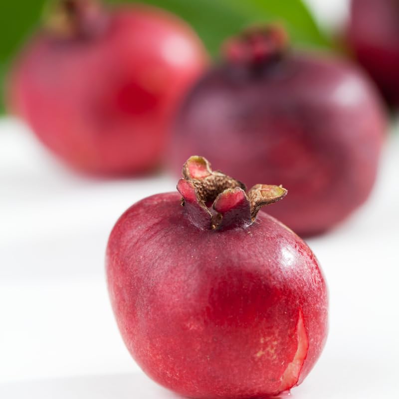 5-8 Inch Guava Tree - Live Plant, Sweet Tropical Fruit for Home Gardens Indoor Outdoor Growing