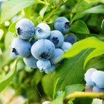 1 Blueberry Bush Live Plant 5 to 9 Inch Tall, Blueberry Plant Live for Planting, Sweet Blueberries Fruit Tree Live Plant (Biloxi Blueberry)