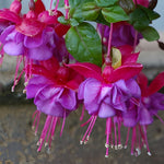 2 Dark Purple Fuchsia Live Plants 4-7'' Tall, Hardy Hanging Basket Flower Plant, Shade Loving Blooming Fuchsia Starter Plants