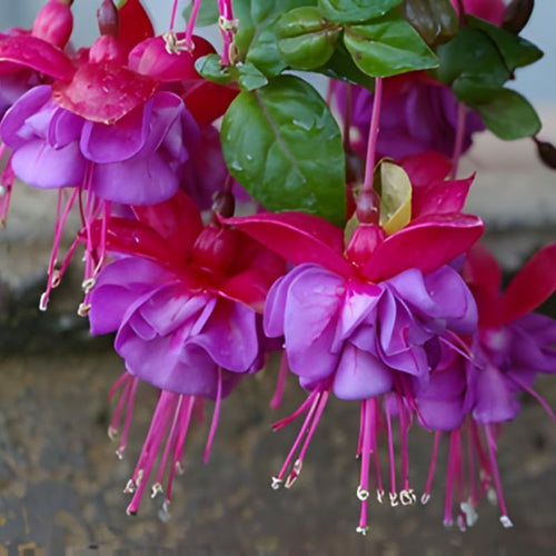 2 Dark Purple Fuchsia Live Plants 4-7'' Tall, Hardy Hanging Basket Flower Plant, Shade Loving Blooming Fuchsia Starter Plants
