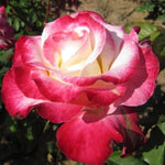 Rose Bush Live Plant, Heirloom Rose Plant Live for Planting, Fragrant Flowers Well Rooted Plant, 5-10 Inch Tall (Delight Rose)
