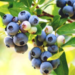 Pack 2 Blueberry Bush Live Plant, Blueberry Plants Live for Planting 5 to 9 Inch Height, Sweet Blueberries Tree Live Plant (Springhigh Blueberry)