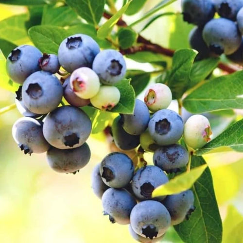 1 Blueberry Bush Live Plant 5 to 9 Inch Tall, Blueberry Plant Live for Planting, Sweet Blueberries Fruit Tree Live Plant (Springhigh Blueberry)