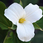 5 White Trillium Bulbs, Trillium Flower Bulbs, Trillium Bulb for Fall Planting, 5 Large Bulbs, Easy to Plant