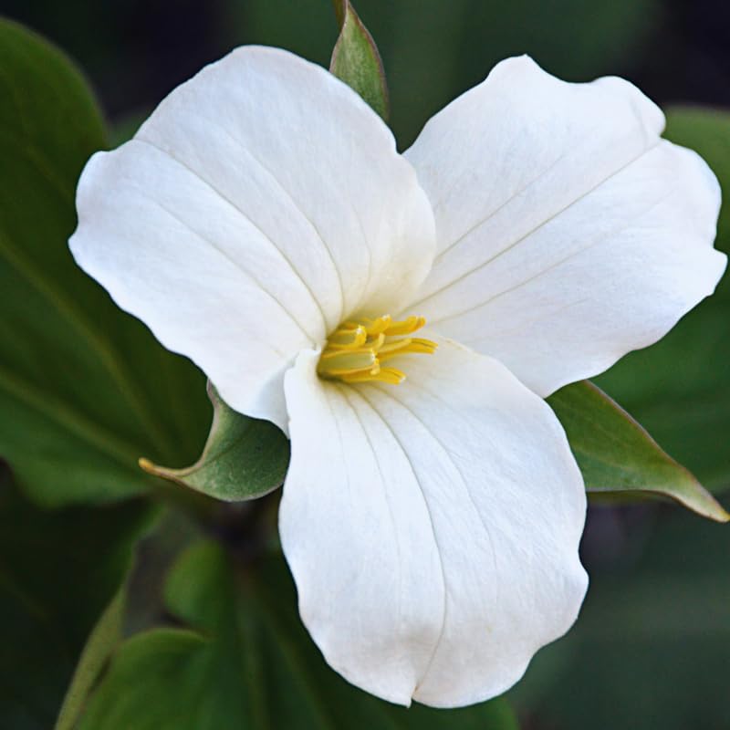 5 Trillium Bulbs, White Trillium Flower Bulbs, Trillium Bulb for Fall Planting Indoor Outdoor, 5 Large Bulbs, Ready to Plant