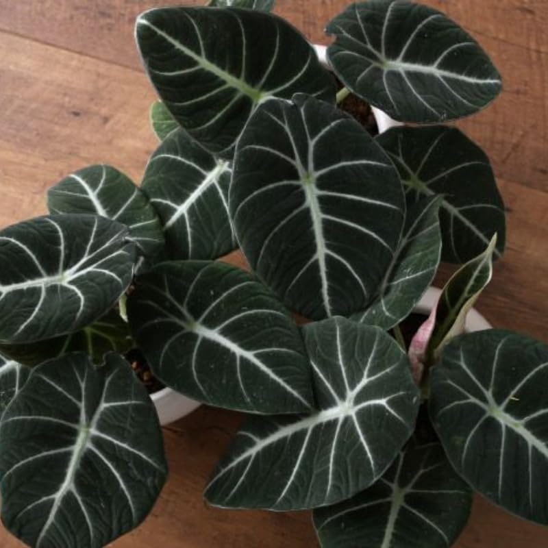 Colocasia Elephant Ears Live Plant, Alocasia Plant, Esculenta Taro Live Houseplant, 5-7 Inc Tall (Black Velvet)