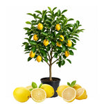 Meyer Lemon Tree 1.5-2 Ft Tall in Gallon Pot, Live Grafted Lemon Citrus Plant for Garden and Patio Pots, Ready to Grow