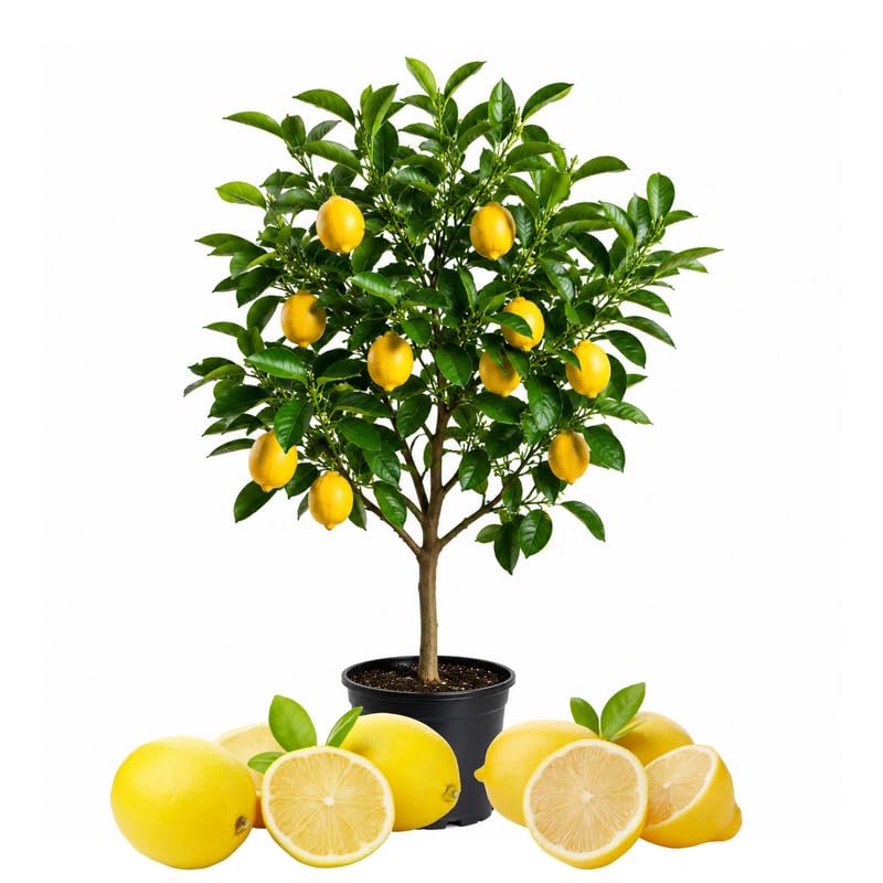 Meyer Lemon Tree 1.5-2 Ft Tall in Gallon Pot, Live Grafted Lemon Citrus Plant for Garden and Patio Pots, Ready to Grow