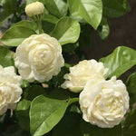 2 Jasmine Plants Live, Fragrant White Jasmine Live Plants, Fast Growing Flower Plants for Outdoor Garden, 5-7'' (Grand Duke Jasmine)
