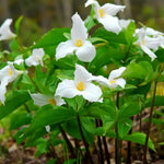 5 White Trillium Bulbs, Trillium Flower Bulbs, Trillium Bulb for Fall Planting, 5 Large Bulbs, Easy to Plant