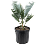 Palm Tree Live Plant, Fully Rooted in 3 Gallon Pot, Rare Tropical Plant Live for Indoor or Outdoor Growing, Silver Blue