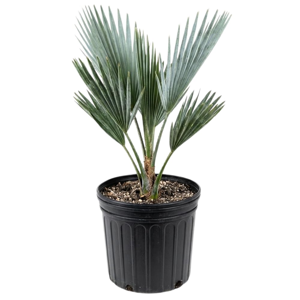 Palm Tree Live Plant, Fully Rooted in 3 Gallon Pot, Rare Tropical Plant Live for Indoor or Outdoor Growing, Silver Blue