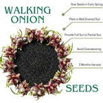 100 Walking Onion Seeds for Planting, Cold Hardy Perennial Onion Tree, Fast Growing for Spring Planting