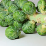 Brussel Sprouts Plant in 4" Pot, Fresh Vegetable Plants Live Potted for Planting Home Garden, Annual Vegetable Plant